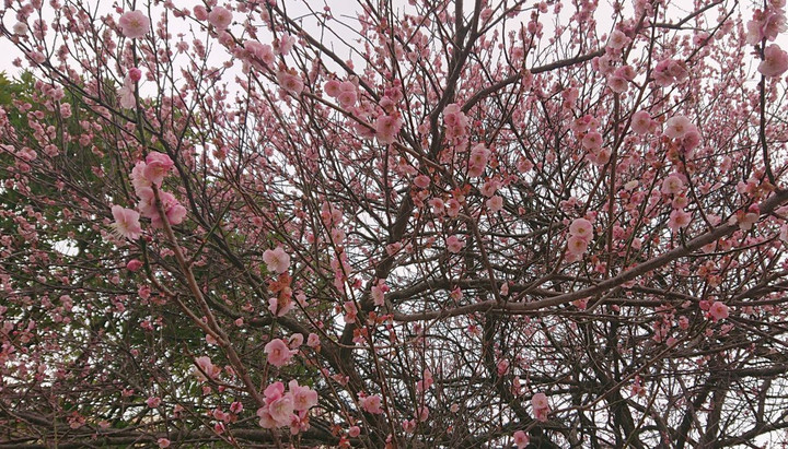 Ume2