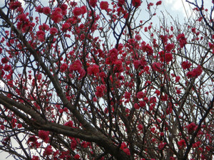 Ume1 Ume1