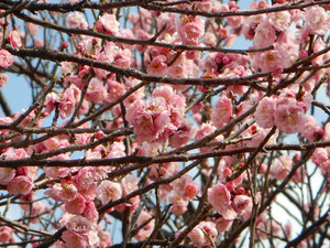 Ume2 Ume2