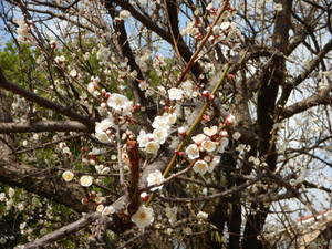 Ume4