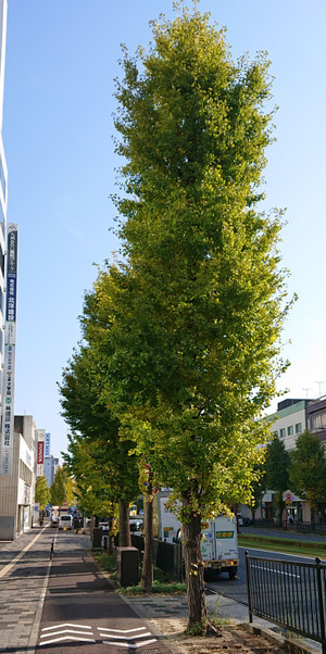 Icho