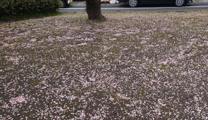 Ume1