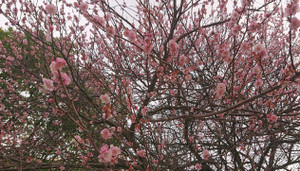Ume2