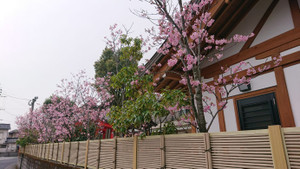 Kozu