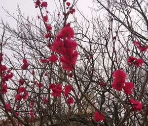 Ume1